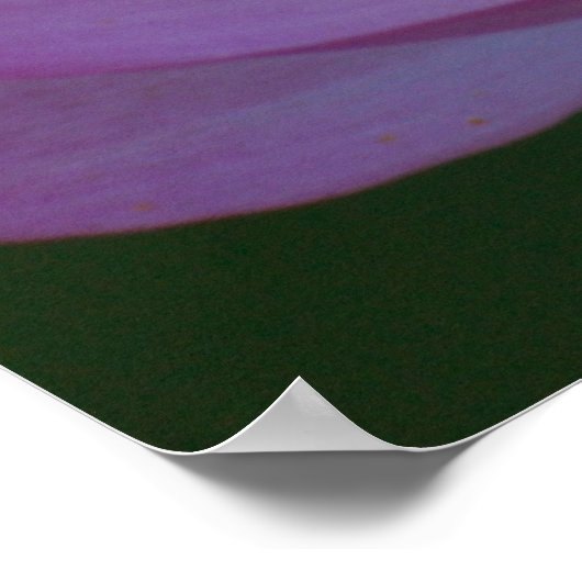 Blume Lotus und ihre Bedeutung Poster (Ecke)