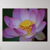 Blume Lotus und ihre Bedeutung Poster (Vorne)