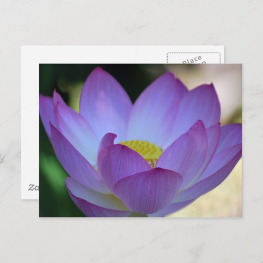 Blume Lotus und ihre Bedeutung Postkarte (Vorne/Hinten)