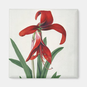 Blume Magnet
