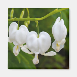 Blume Magnet
