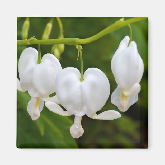 Blume Magnet (Vorne)