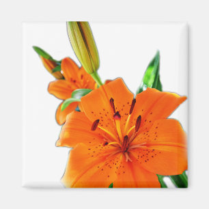 Blume Magnet