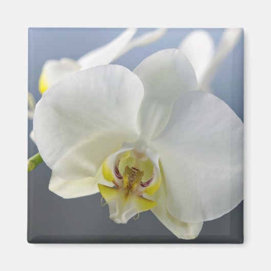 Blume Magnet (Vorne)