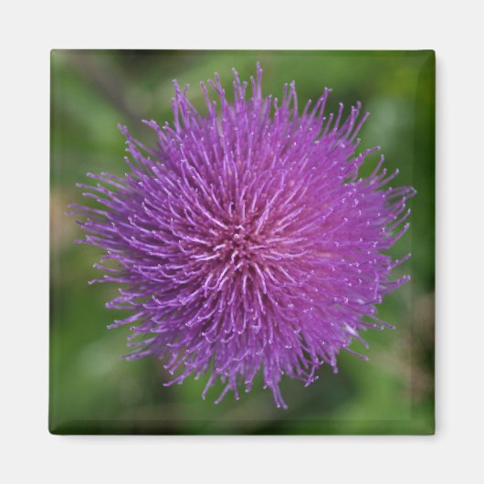 Blume Magnet (Vorne)