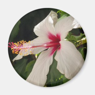 Blume Magnet