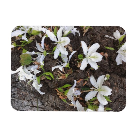 Blume Magnet (Horizontal)