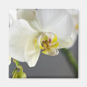 Blume Magnet (Vorne)