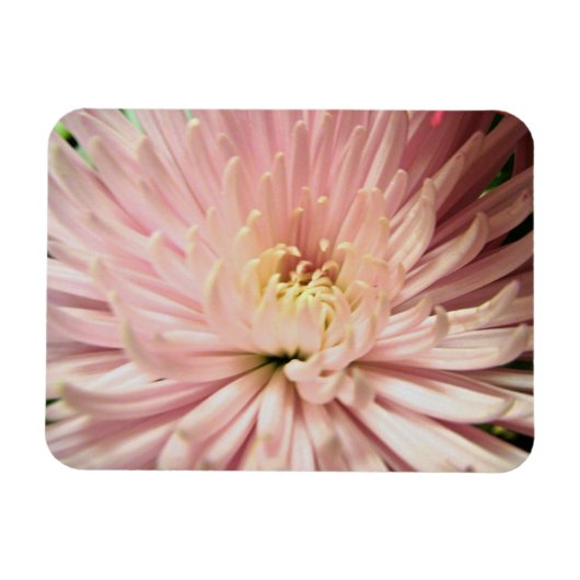 Blume Magnet (Horizontal)