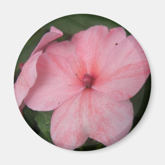 Blume Magnet (Vorne)