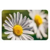 Blume Magnet (Horizontal)