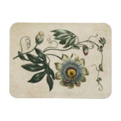 Blume-Magnet für Vintage botanische Blumenleidensc Magnet (Horizontal)