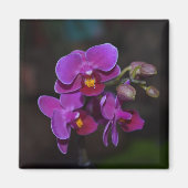 Blume Magnet lila Orchidee (Vorne)