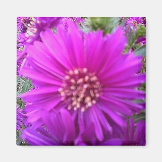 Blume-Magnet Magnet (Vorne)