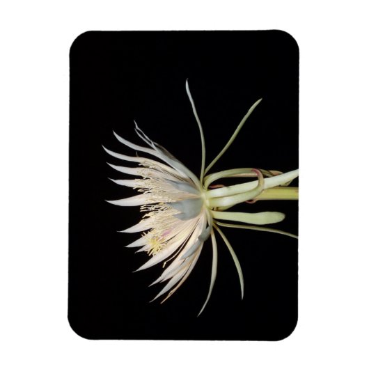 Blume-Magnet Magnet (Vertikal)