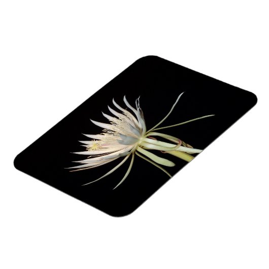 Blume-Magnet Magnet (Linke Seite)