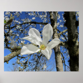 Blume Magnolia Poster