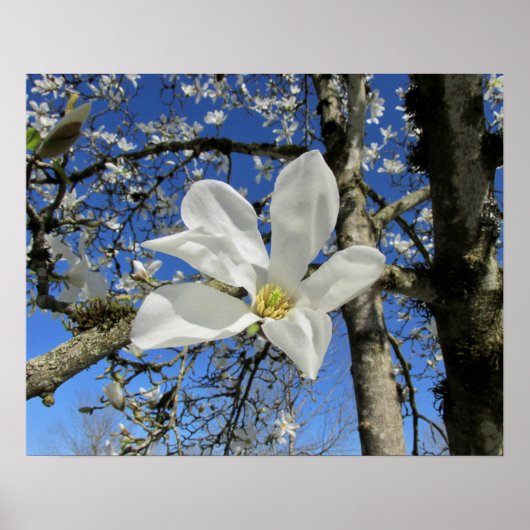 Blume Magnolia Poster (Vorne)