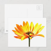 Blume Margurit Postkarte (Vorne/Hinten)