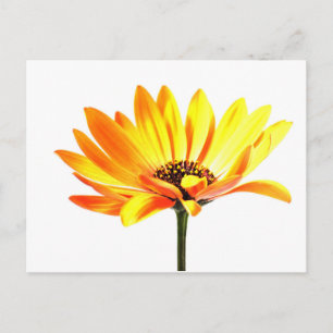 Blume Margurit Postkarte