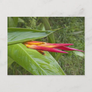 Blume, Maui, Hawaii, USA 2 Postkarte