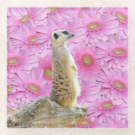 Blume Meerkat und Pink Gerbera, Glasuntersetzer (Vorderseite)