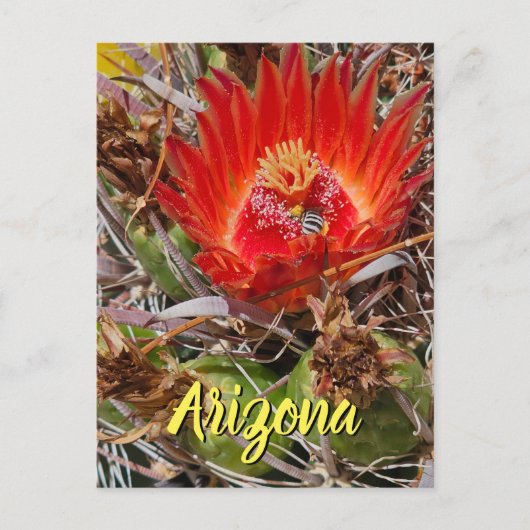 Blume mit Biene, Arizona Postkarte (Vorderseite)