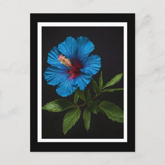 Blume mit blauem Hibiskus auf Schwarz, Postkarte (Vorderseite)