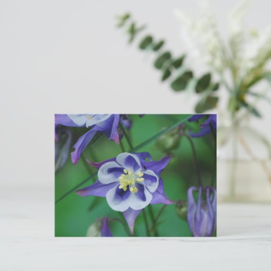 Blume mit blauer und weißer Kolumne Postkarte (Stehend Vorderseite)