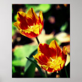 Blume mit Rot und Gelb Poster (Vorne)