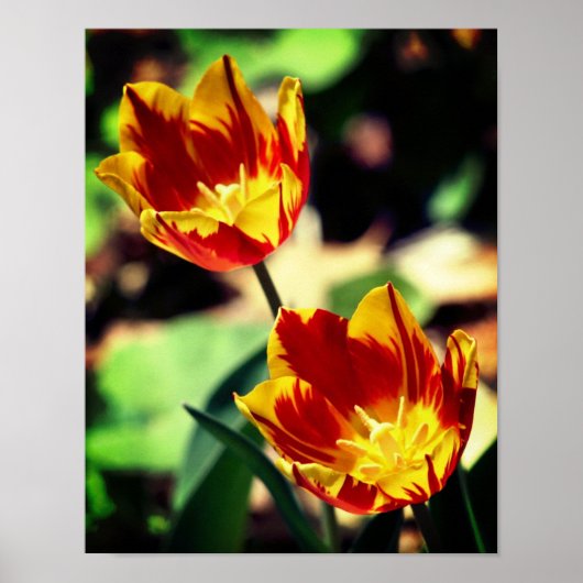 Blume mit Rot und Gelb Poster (Vorne)
