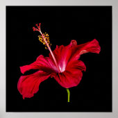 Blume mit rotem Hibiskus - Kleine Ansicht Poster (Vorne)