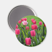 Blume mit schönen Frühlingspinken. Garten mit Blum Magnet (Vorderseite/Rückseite)