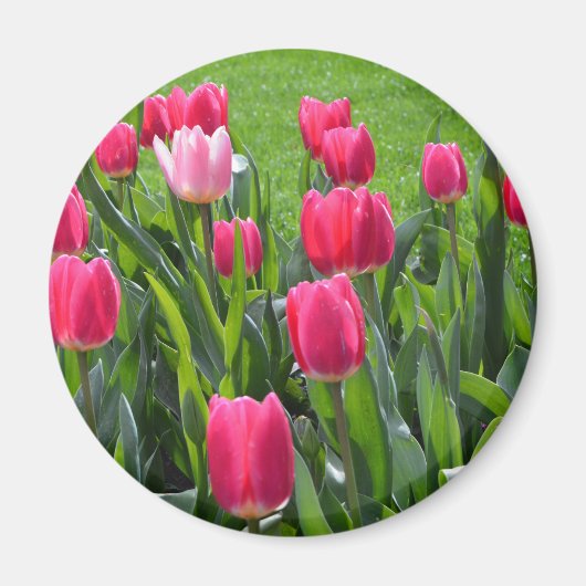 Blume mit schönen Frühlingspinken. Garten mit Blum Magnet (Vorne)