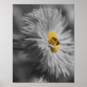 Blume mit Teilfarbe Bienen Poster (Vorne)