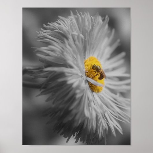 Blume mit Teilfarbe Bienen Poster (Vorne)