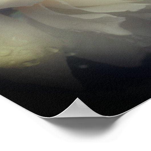 Blume mit weißem Rosen im Vollblut Poster (Ecke)