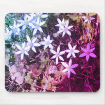 Blume mit weißem Stern