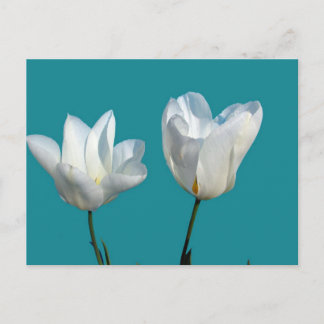 Blume mit weißem Tulpenhintergrund Postkarte
