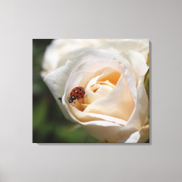 Blume mit weißer Rose und Damenbauch. Blütenwelt Leinwanddruck