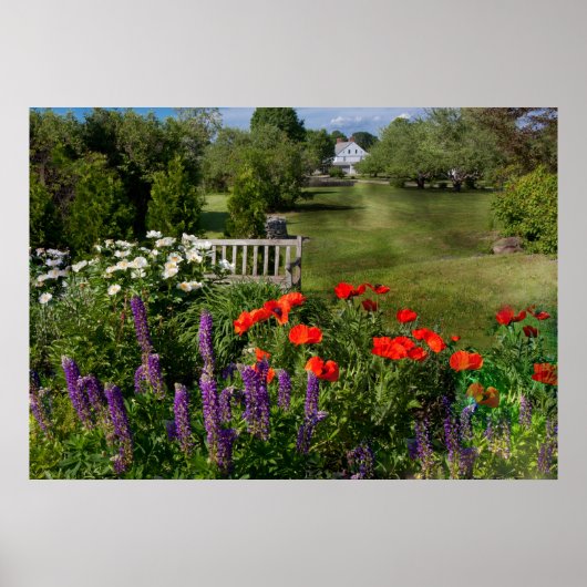 Blume - Mohn - Himmelsreich Poster (Vorne)