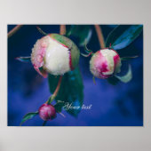 Blume nach Regen Poster (Vorne)