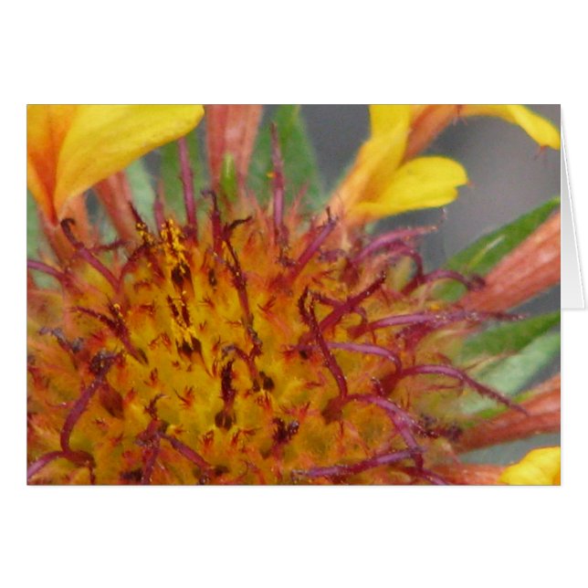 Blume Nah (Vorderseite (Horizontal))