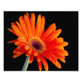 Blume Nahes Foto (Vorne)