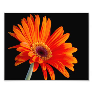 Blume Nahes Foto