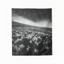 Blume Narcissus auf dem Berg Golica, Slowenien