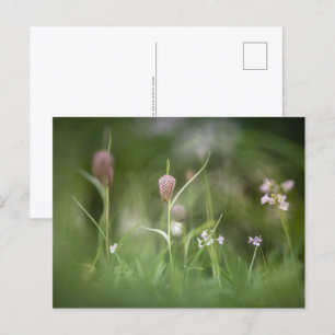 Blume Natur Foto Postkarte