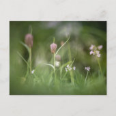 Blume Natur Foto Postkarte (Vorderseite)