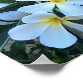 Blume, Natur, Sommer, Poster (Ecke)