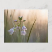 Blume Nature Foto Postkarte (Vorderseite)